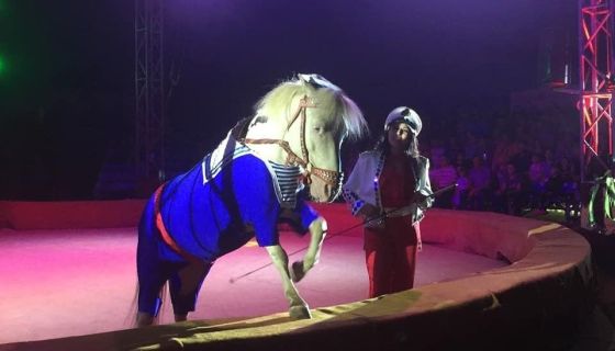 Цирк-шапито «Арена-Ягуар». Шоу «Летучий корабль»