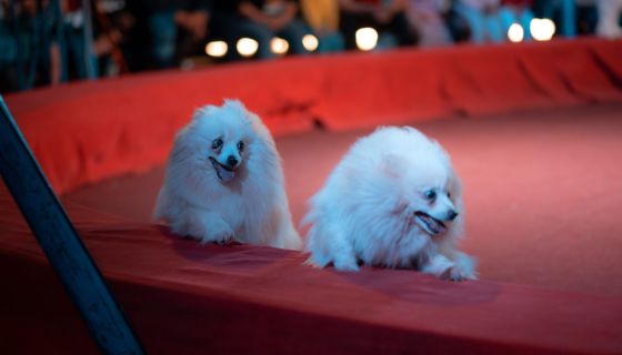 Цирк-шапито «Джокер»