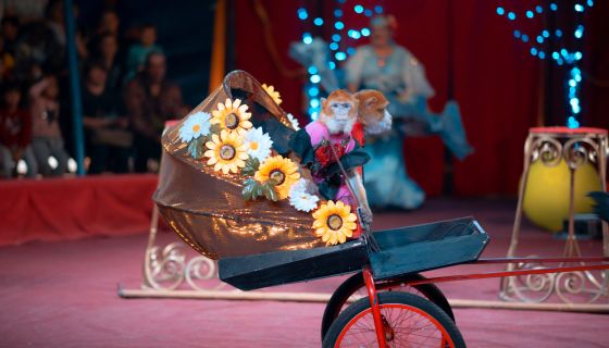 Цирк-шапито «Джокер»