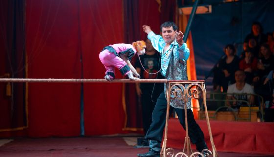 Цирк-шапито «Джокер»