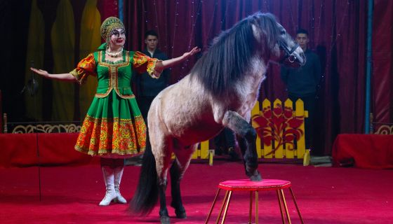 Цирк-шапито «Джокер»