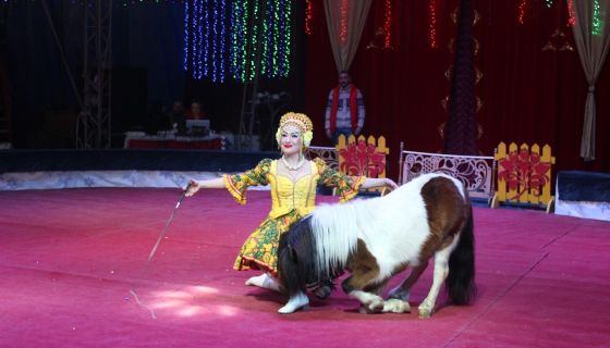 Цирк-шапито «Джокер»